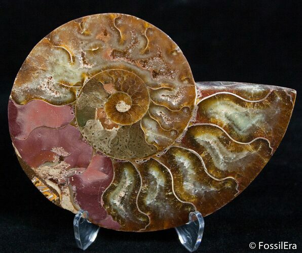 Inch Polished Madagascar Ammonite (Half) #2389